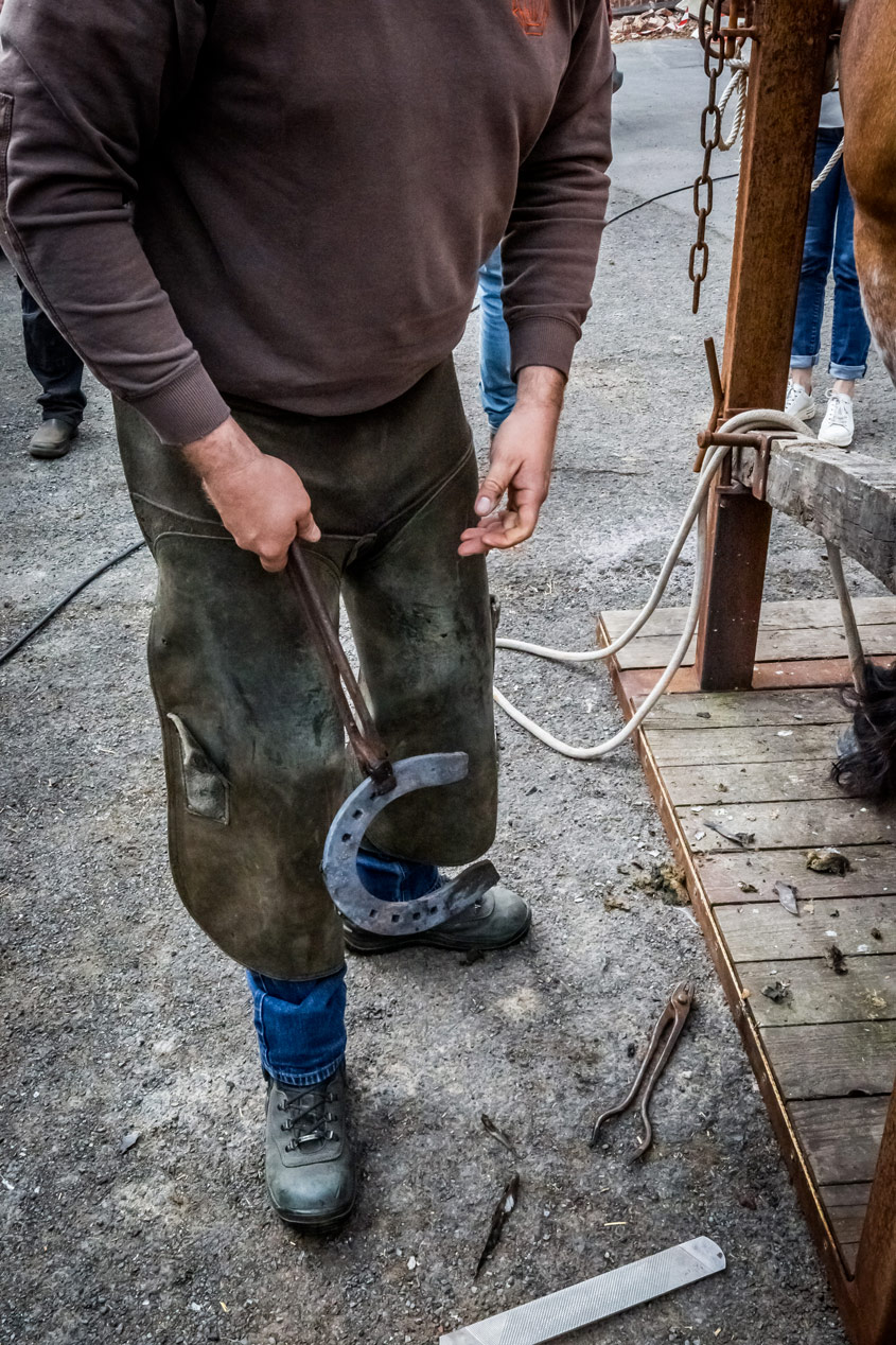 Maréchal-ferrant tenant un fer à cheval fraîchement forgé